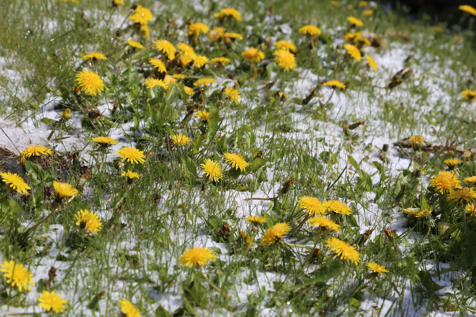 Der letzte Schneemann vor dem Sommer vor der St. Franziskuskirche