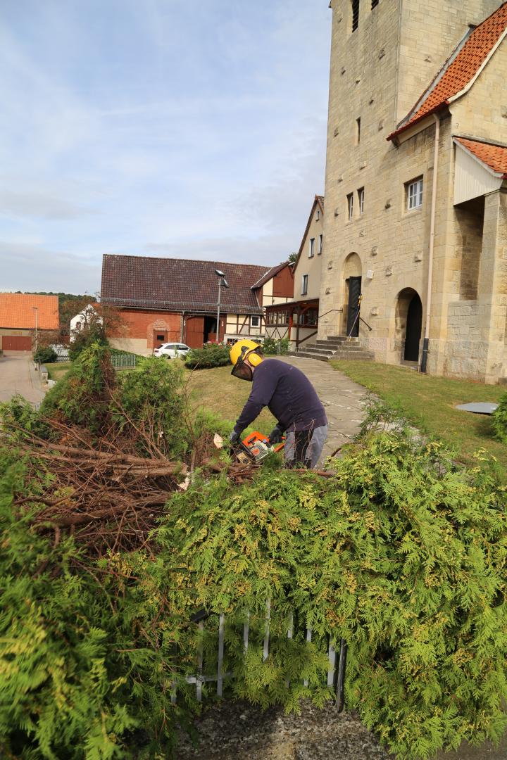 Konifere vor St. Franziskuskirche gefällt