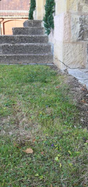 Blaue Blüten Ende November vor der St. Franziskuskirche