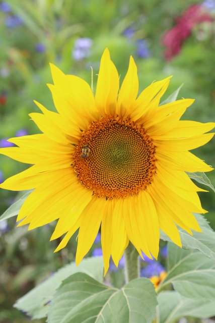 Coppengrave "blüht" auf - Blumenwiese