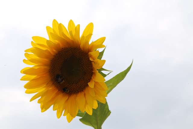 Coppengrave "blüht" auf - Blumenwiese