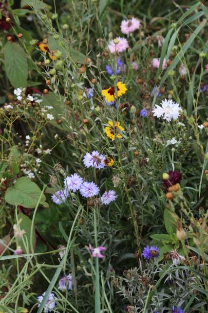 Coppengrave "blüht" auf - Blumenwiese