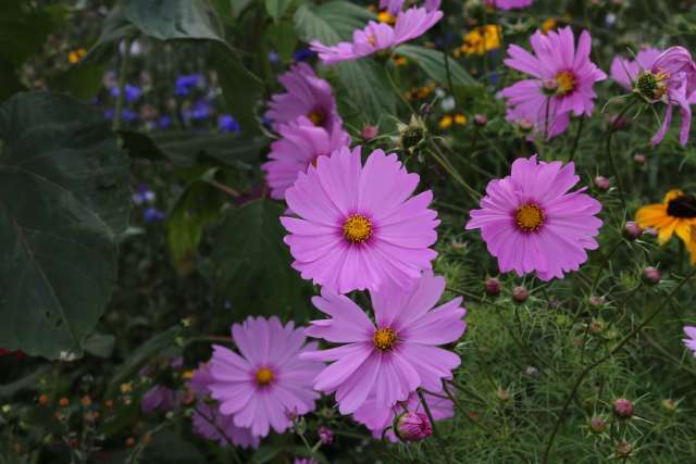 Coppengrave "blüht" auf - Blumenwiese