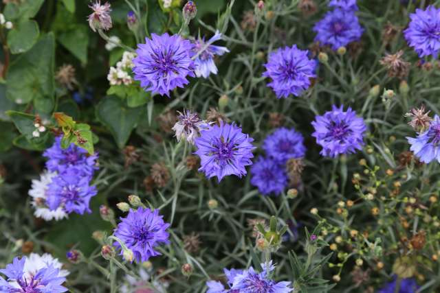 Coppengrave "blüht" auf - Blumenwiese