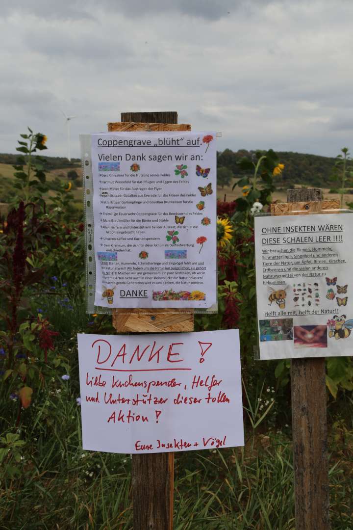 Coppengrave "blüht" auf - Blumenwiese