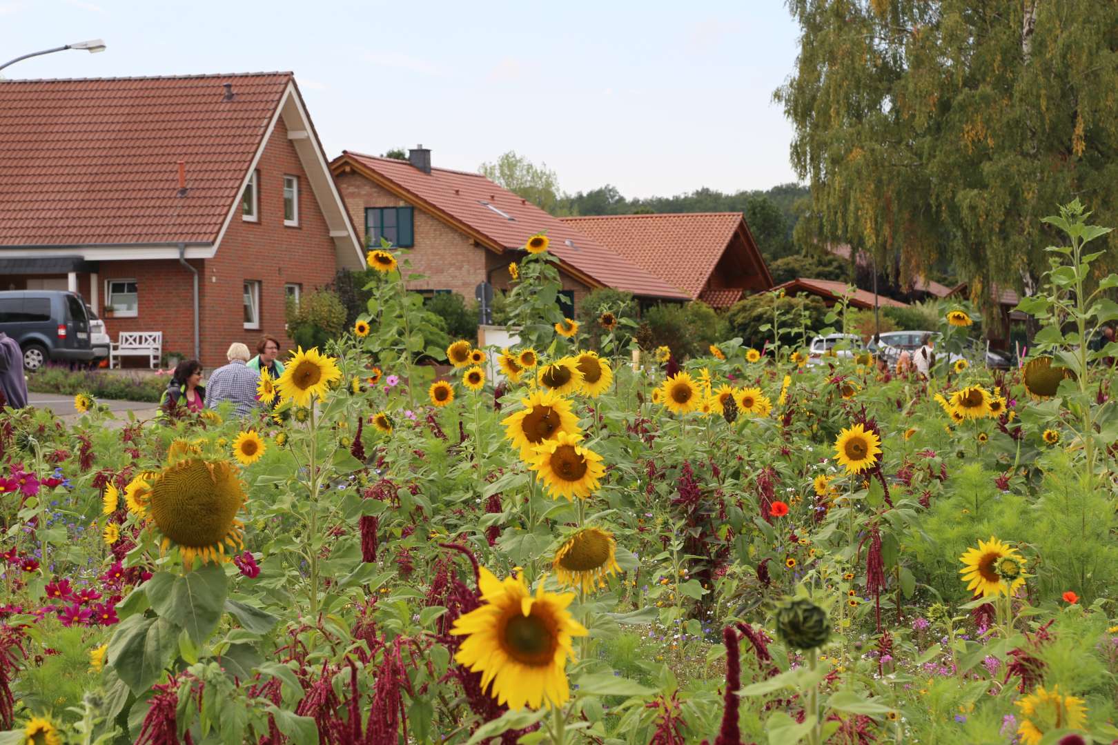 Coppengrave "blüht" auf - Blumenwiese