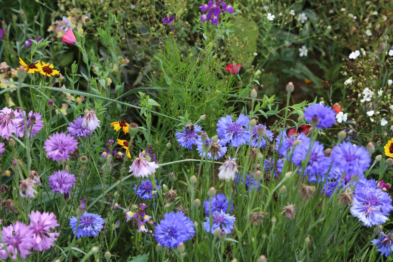 Coppengrave "blüht" auf - Blumenwiese