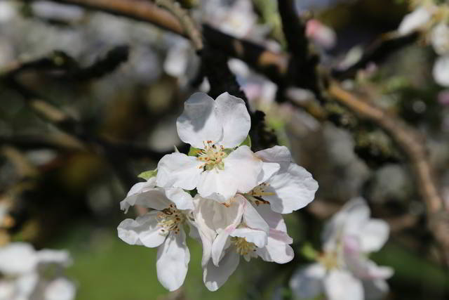 Foto: Apfelblüte