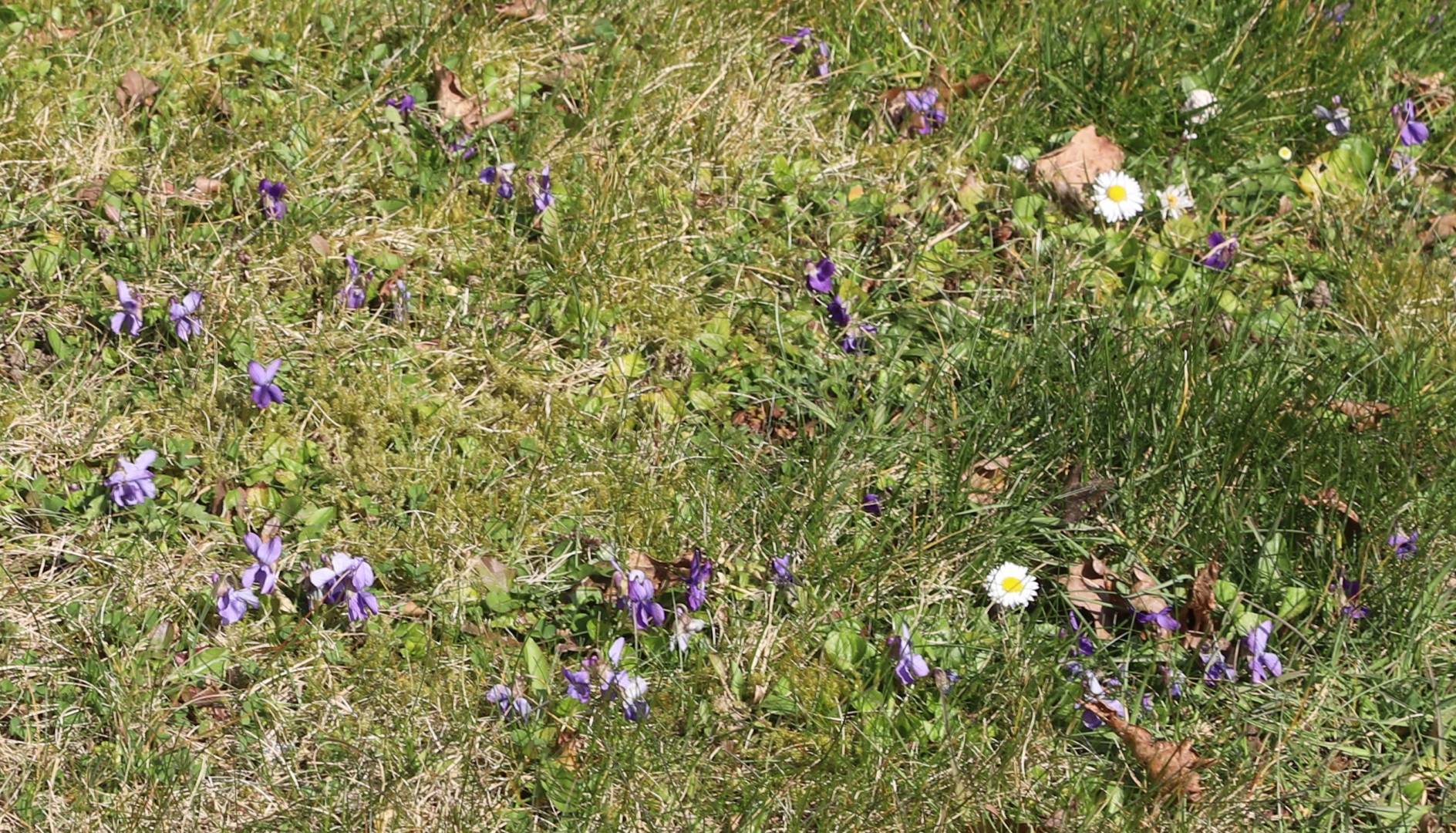 Frühling an der St. Franziskuskirche